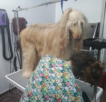Xe Que Guapo | Peluqueria para perros en San Juan de Alicante