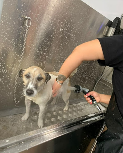 Oh My Dog | Peluqueria para perros en Gijón
