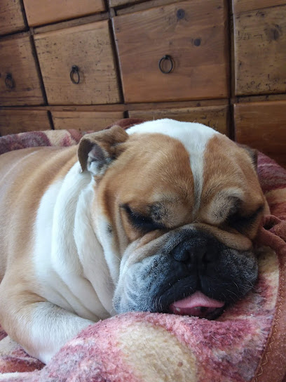 Filato | Guardería para perros en Camarles