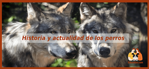 Educagós | Adiestradores de perros en Barcelona
