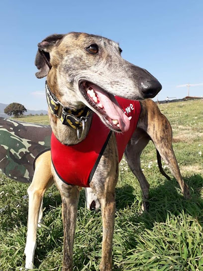 101 Vida Rescate Animal | Guardería para perros en Nou Barris