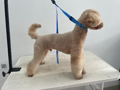 El Rincón de Otto | Peluqueria para perros en Guadix