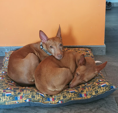 Yuli Can | Adiestradores de perros en Alcala de Henares