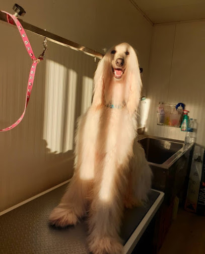Peludog | Peluqueria para perros en Marbella
