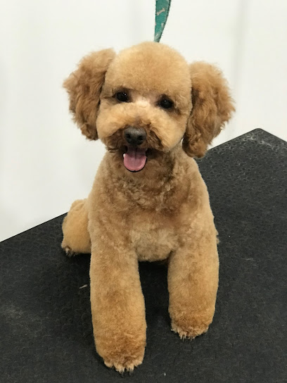 Daniela The Groomer | Peluqueria para perros en Burgos