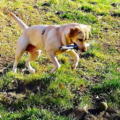 Ensinistrament Cani Aiguallonga | Adiestradores de perros en Sant Cugat del Valles