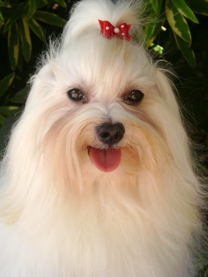 Cap i Cua | Peluqueria para perros en Castellón de la Plana