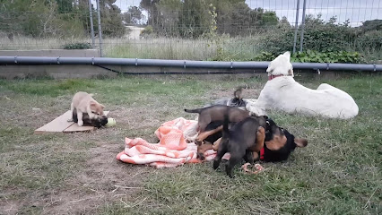 Tu Kanguro de Mascotas | Guardería para perros en Pontons