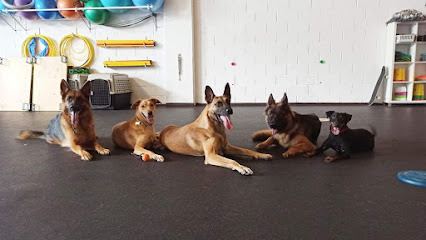 Etolcanin | Adiestradores de perros en Donostia-San Sebastian
