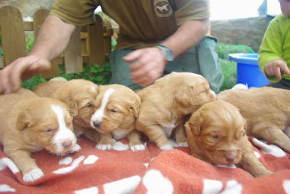 CANIS AMICUS LABRADOR RETRIEVER | Guardería para perros en Espinosa de los Monteros