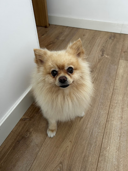 Luna | Peluqueria para perros en Torrejón de Ardoz