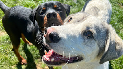 Ferral | Guardería para perros en Ferral del Bernesga