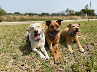 Happy Guau | Adiestradores de perros en Ibi