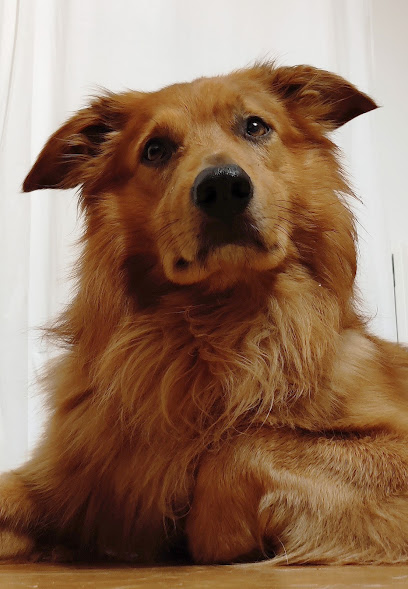 Educacion Canina Akan | Adiestradores de perros en Irun