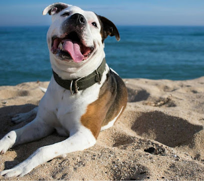 MURTEIRA | Adiestradores de perros en Alella
