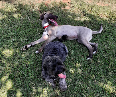 Tierra Mojada | Guardería para perros en Perales de Tajuna