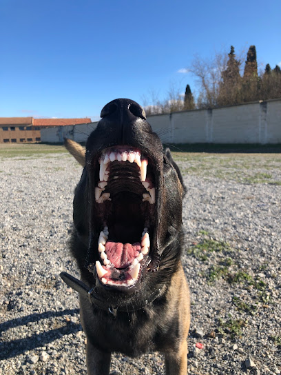 EntrenaDog School | Adiestradores de perros en Cullar Vega