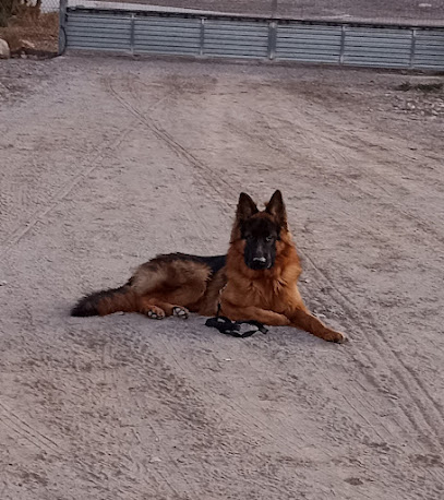 Finca Gil | Adiestradores de perros en Sangonera la Seca