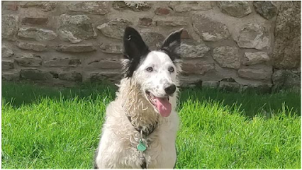 La Manada | Adiestradores de perros en Talavera de la Reina