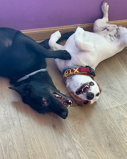 Ladridogs Guarderia Canina | Guardería para perros en Ocaña