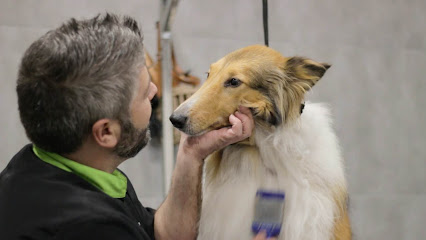 Aseadog | Peluqueria para perros en Calahorra