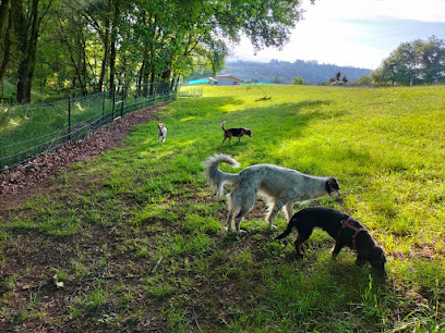 Arbesu | Adiestradores de perros en Molina