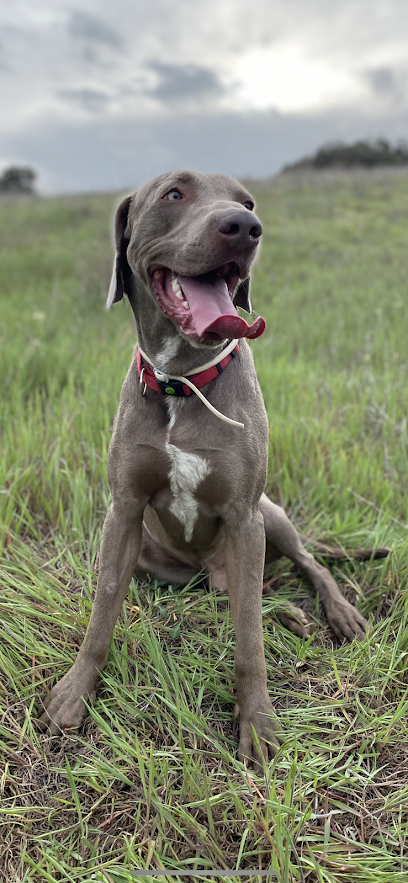 Ruben santiago | Guardería para perros en Arganda