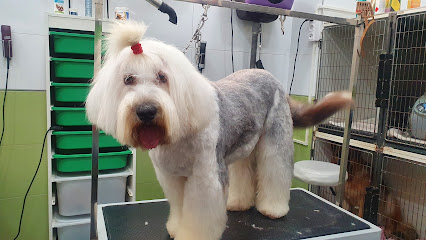 Fauna Castelldefels | Peluqueria para perros en Castelldefels