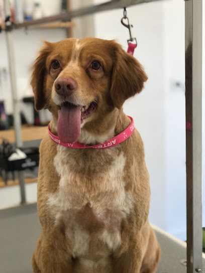 Quatrepotes | Peluqueria para perros en Sant Feliu de Llobregat