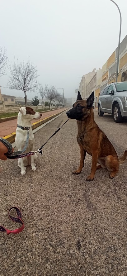 Diverticani | Adiestradores de perros en Piles