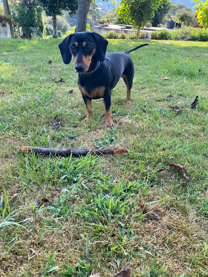 A Touba Vigo | Adiestradores de perros en Vigo