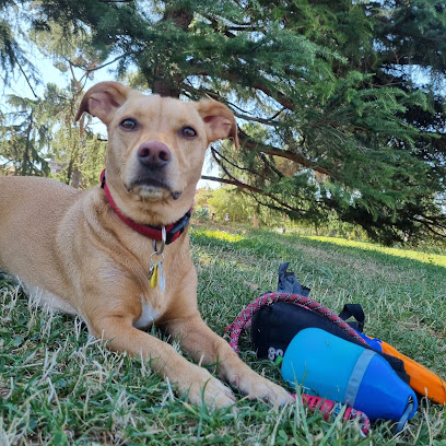 Game for Dogs | Guardería para perros en Madrid