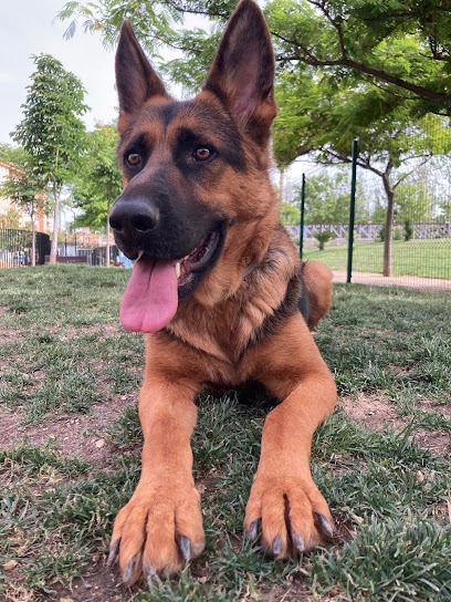 Alcanza | Adiestradores de perros en Jaen