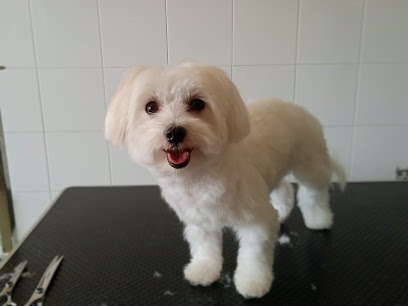 Emperrarte | Peluqueria para perros en Chiclana de la Frontera