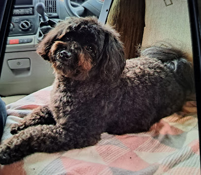 Denia Mascotetes | Peluqueria para perros en Denia