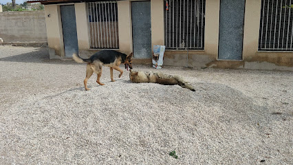 Centerk9 Elche | Adiestradores de perros en Elx