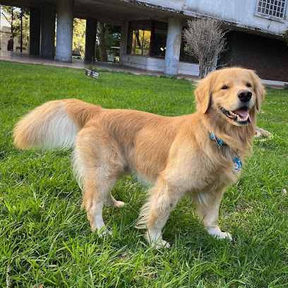 Vínculo Peludo | Adiestradores de perros en Collado Villalba