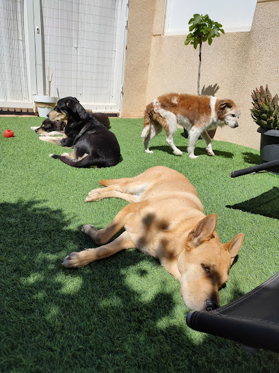 Divertidogs Santa Pola | Gran Alacant