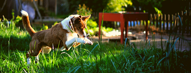Paramascotas | Adiestradores de perros en Majadahonda