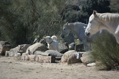 Finca Mazasti | Guardería para perros en Robledo de Chavela