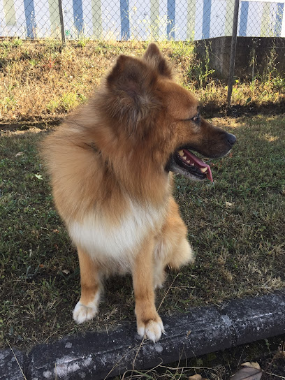 Mas Q Pelos | Peluqueria para perros en Vitoria-Gasteiz