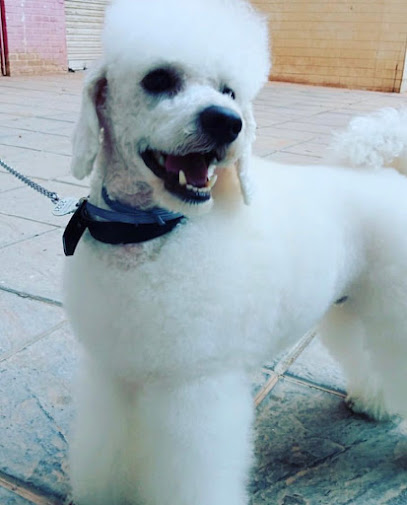Trébol Dog Grooming | Peluqueria para perros en Málaga