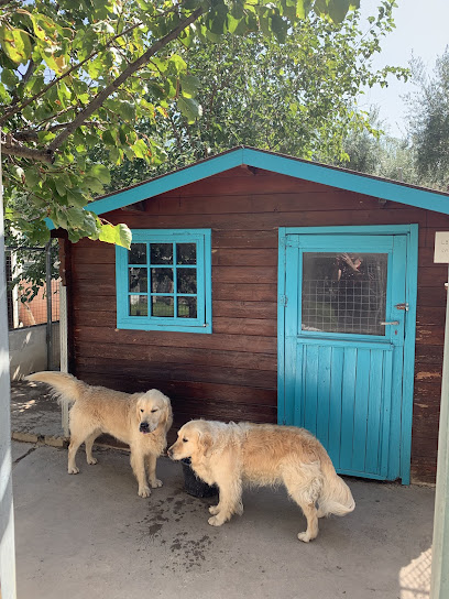 Las Chiveas | Guardería para perros en Otura