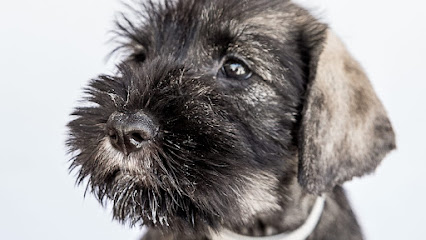 Hablando con perros | Guardería para perros en Madrid