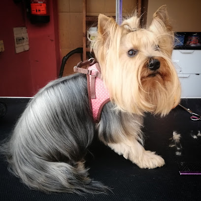 Peques | Peluqueria para perros en La Coruña