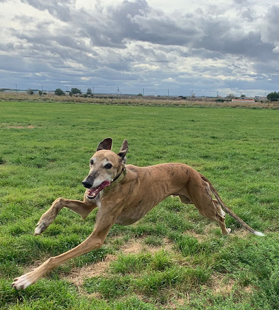 Cadenas | Guardería para perros en Villaralbo