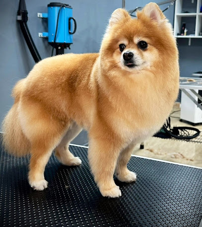Pets Lovers | Peluqueria para perros en Vinaròs