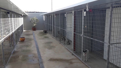 Domestycan | Guardería para perros en Pilar de la Horadada