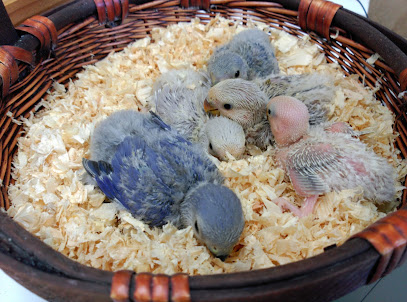 LAS ALAS DEL BOSQUE | Guardería para perros en Pravia