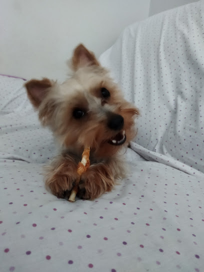 Con Maña | Peluqueria para perros en Calahorra